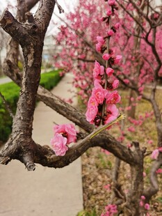 梅花