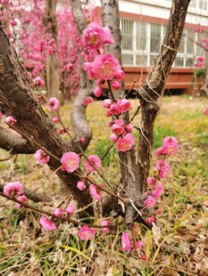 梅花