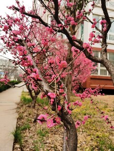 梅花