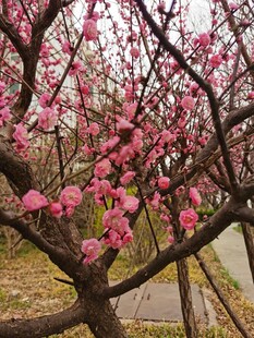 梅花