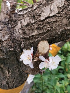 杏花