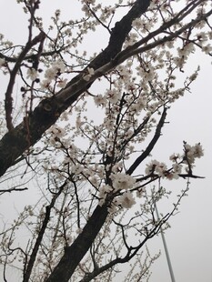 杏花