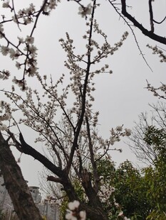 杏花