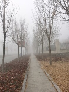 树杆