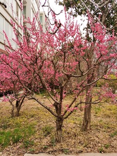 梅花