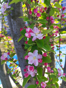 西府海棠花