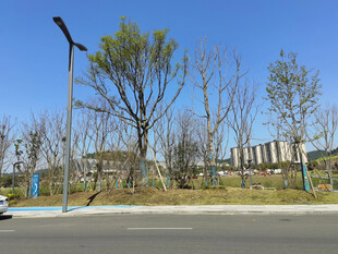路边大树