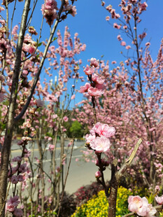樱花枝