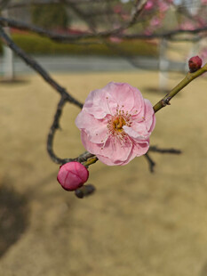 腊梅 梅花
