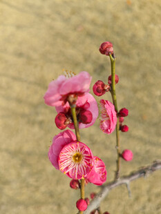 腊梅 梅花