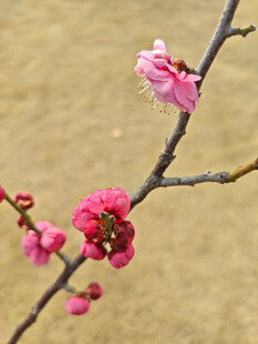 腊梅 梅花