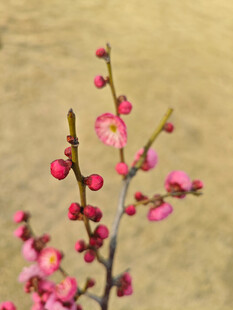 腊梅 梅花