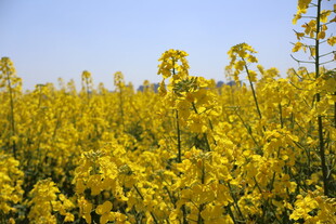 油菜花