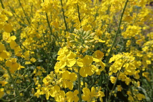 油菜花