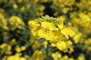 油菜花