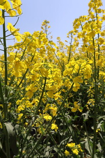 油菜花