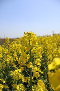 油菜花