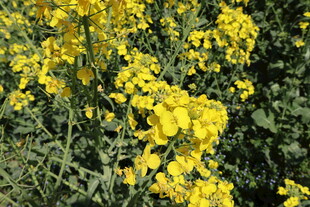 油菜花