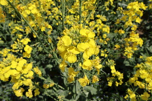 油菜花
