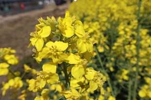 油菜花