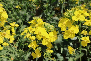 油菜花