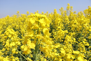 油菜花