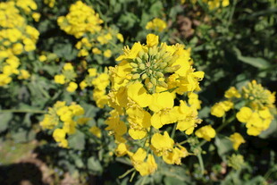 油菜花