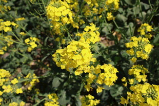 油菜花