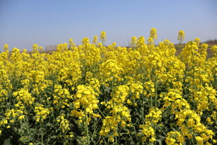 油菜花