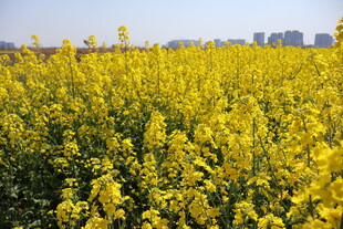 油菜花
