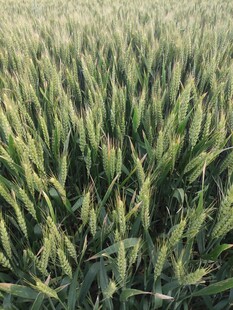 麦田 俯视 麦浪 小麦 田野