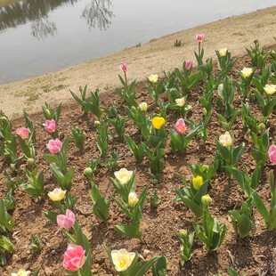 郁金香 花卉 粉色 黄色 花田