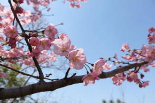 樱花