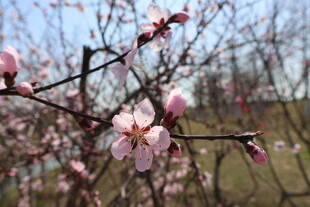 桃花