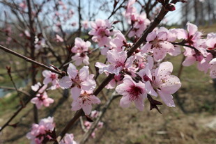 桃花