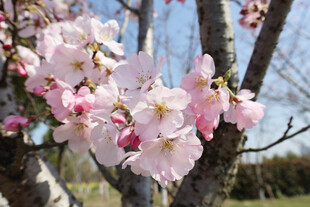 樱花
