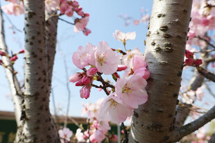 樱花