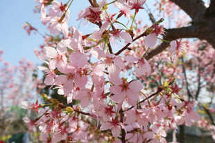 樱花