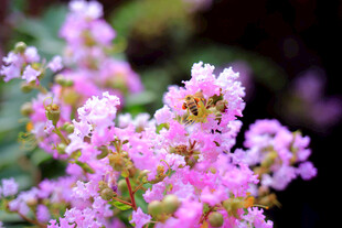 紫薇花