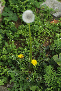 蒲公英 