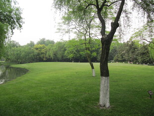 草地