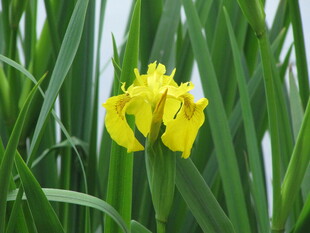 兰花