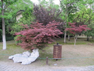 红枫