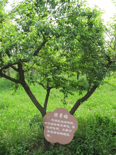 绿鄂梅