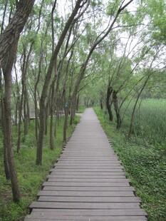 木栈道