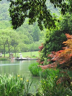 水边植物