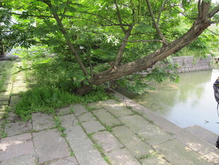 大树