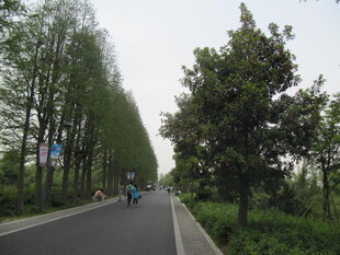 行道树