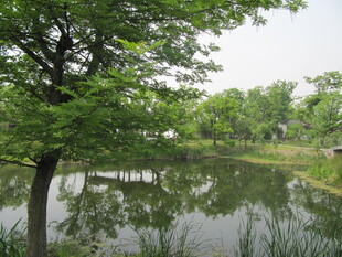 水面