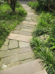 行道树 